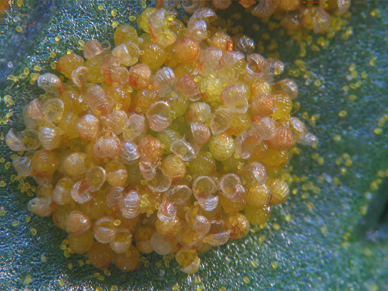 Polypodium australe